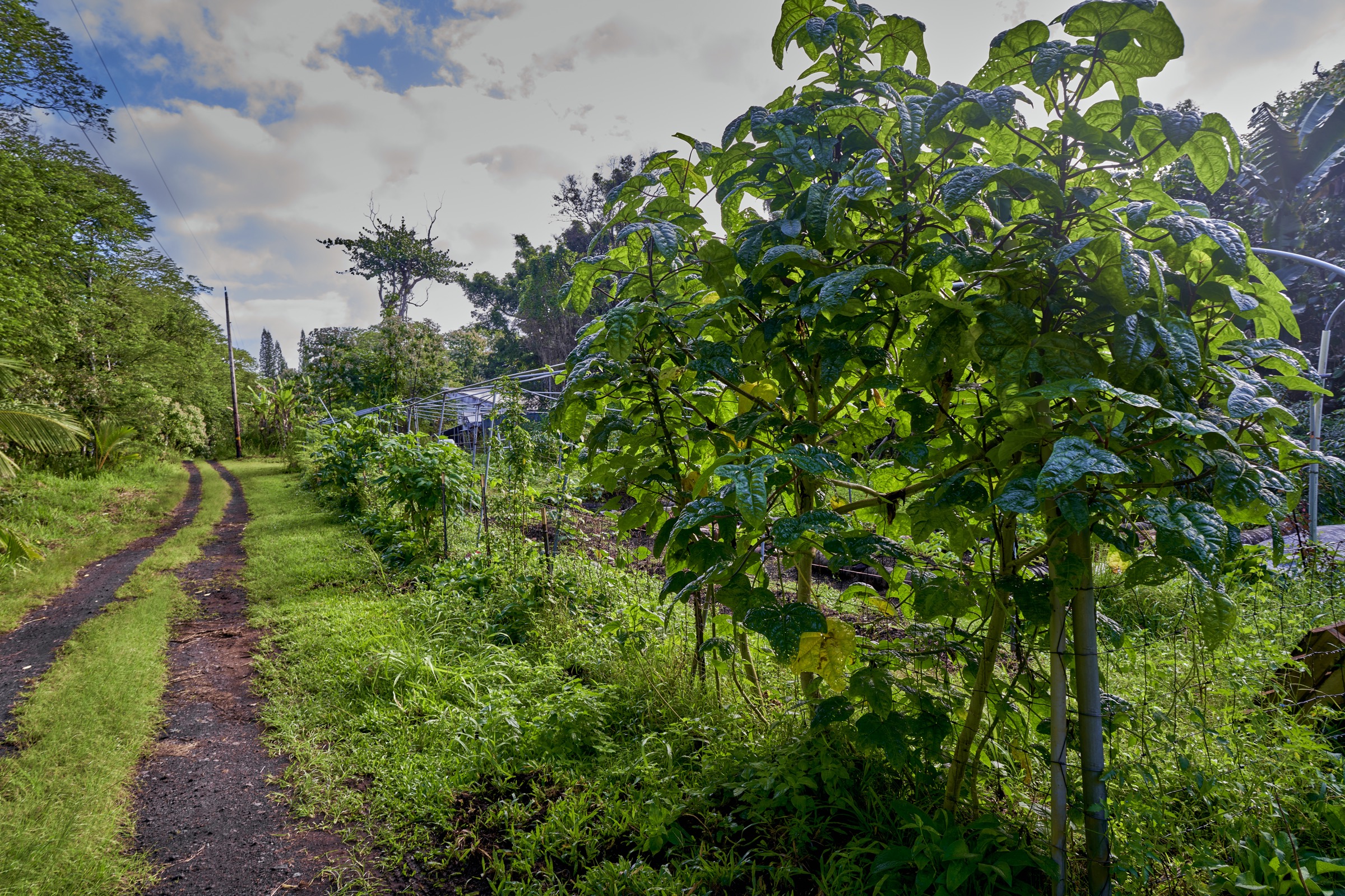 A view of the fenced gardens at Kalani taken from the gravel road