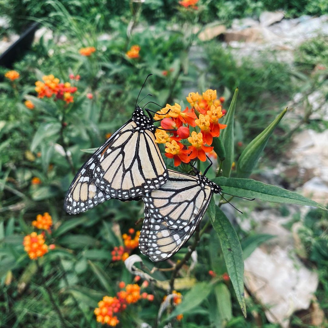 Two monarch butterflies sucking on the nectar of a flower