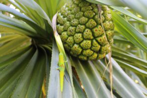 Hala Native Hawaiian Plant