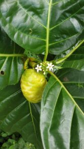 noni fruit, leaves and flowers