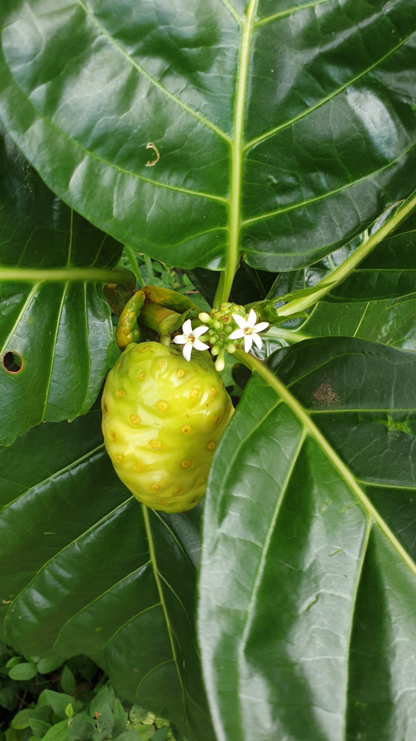 noni fruit, leaves and flowers