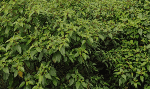 mamaki native hawaiian plant growing