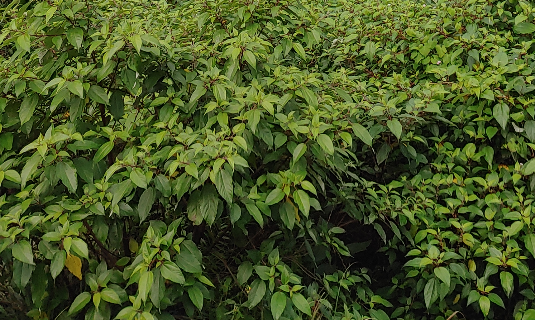 mamaki native hawaiian plant growing