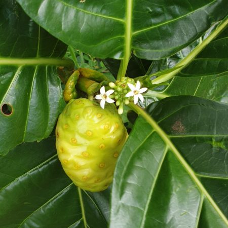 noni fruit, leaves and flowers