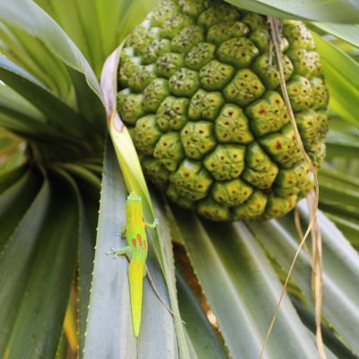 Hala Native Hawaiian Plant